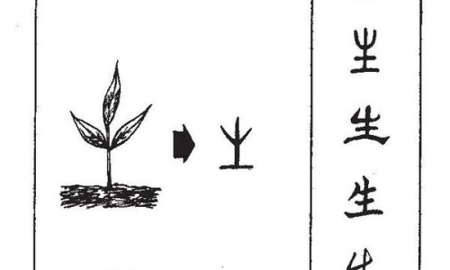 苦莲子图片大全-苦莲子图片及药用途网苦莲子的学名知识网站,分享苦莲子图片及药用途大全大全