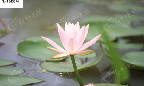 苦莲子图片及药用途大全-苦莲子图片及药用途网苦莲子的学名知识网站,分享苦莲子图片及药用途大全大全