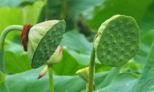 苦连子功效图片-苦莲子图片及药用途网苦莲子的学名知识网站,分享苦莲子图片及药用途大全大全